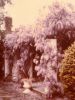 Ch2-wisteria.jpg
