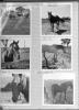 Keith Farm-Horses